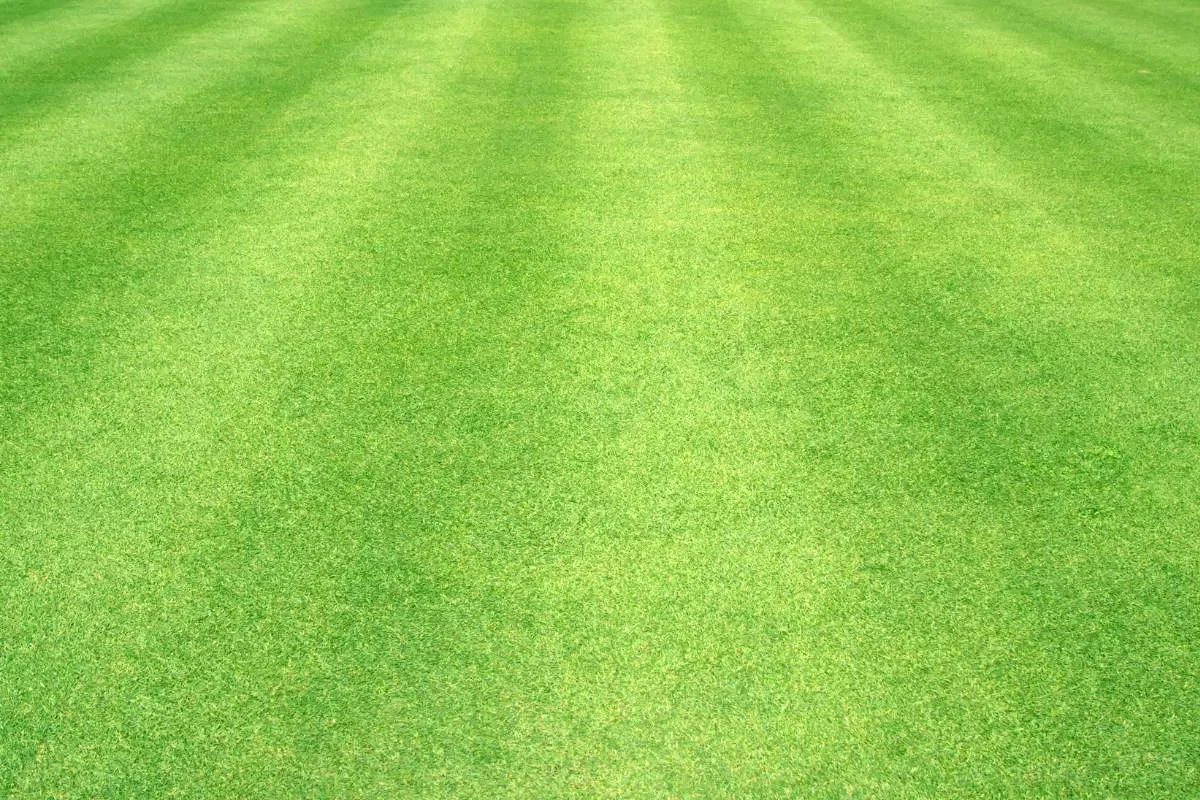 Comment traiter une pelouse pleine de mauvaises herbes ?