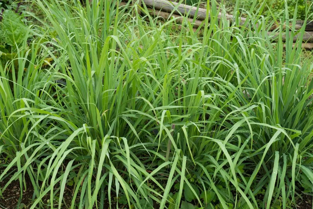 Comment utiliser la plante citronnelle contre les moustiques ?