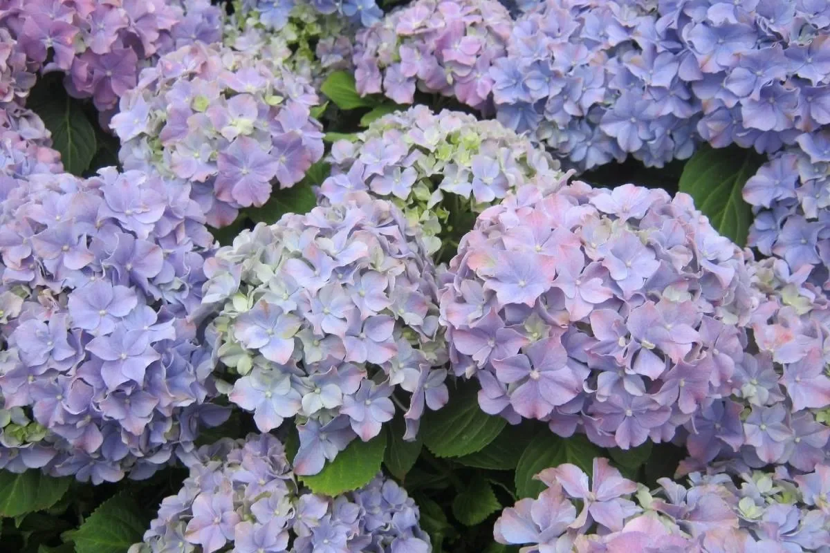 Faut-il couper les fleurs fanées des hortensias en été ?