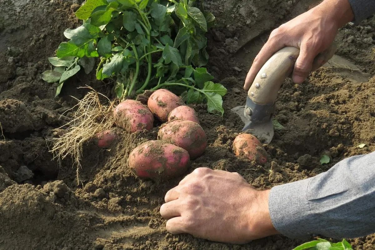 Jusqu'à quand peut-on planter des pommes de terre ?