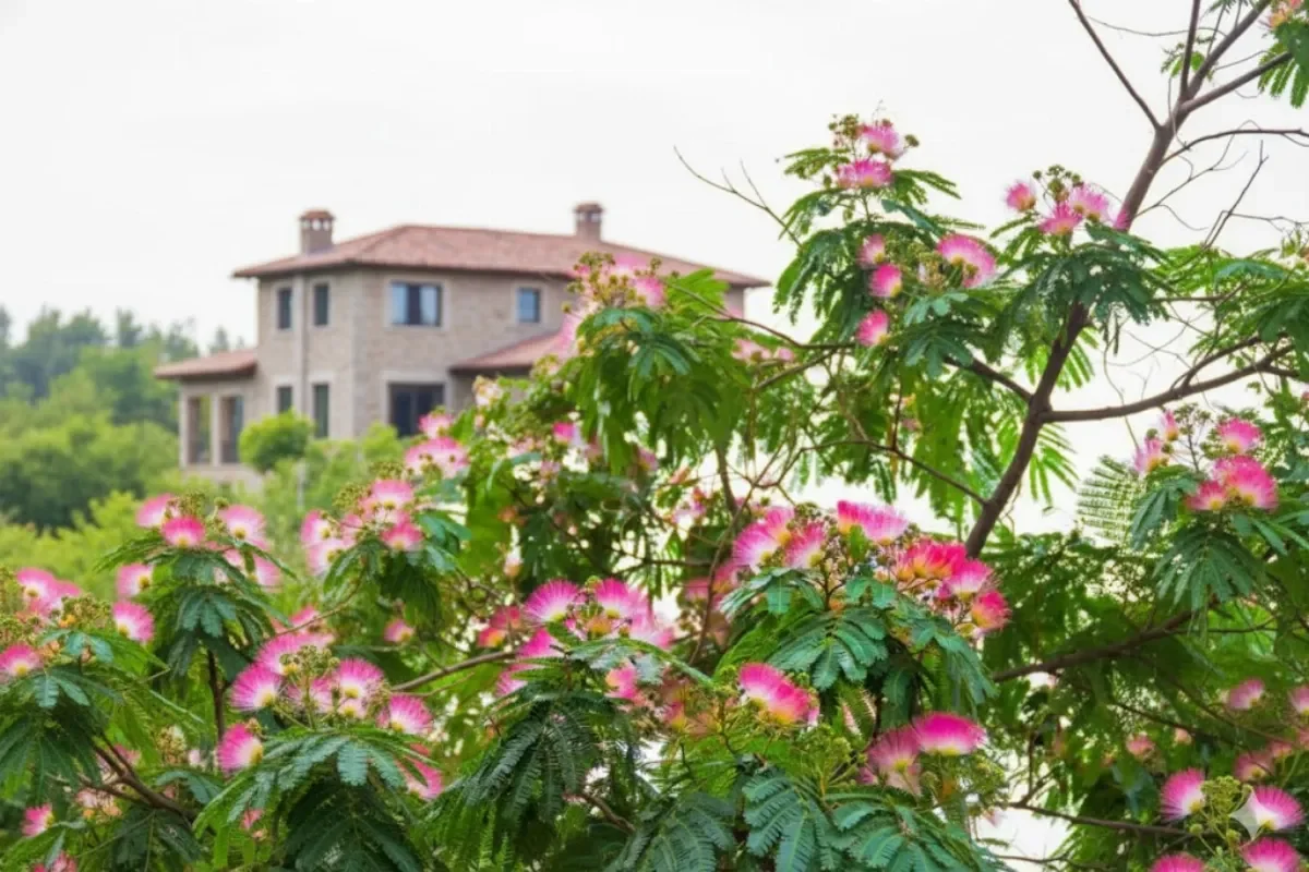 À quelle distance d'une maison planter un albizia pour une croissance optimale ?