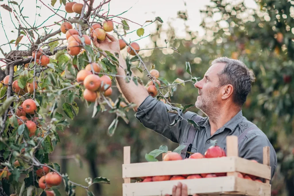 Comment préparer sa première saison de cueillette : conseils et équipements indispensables