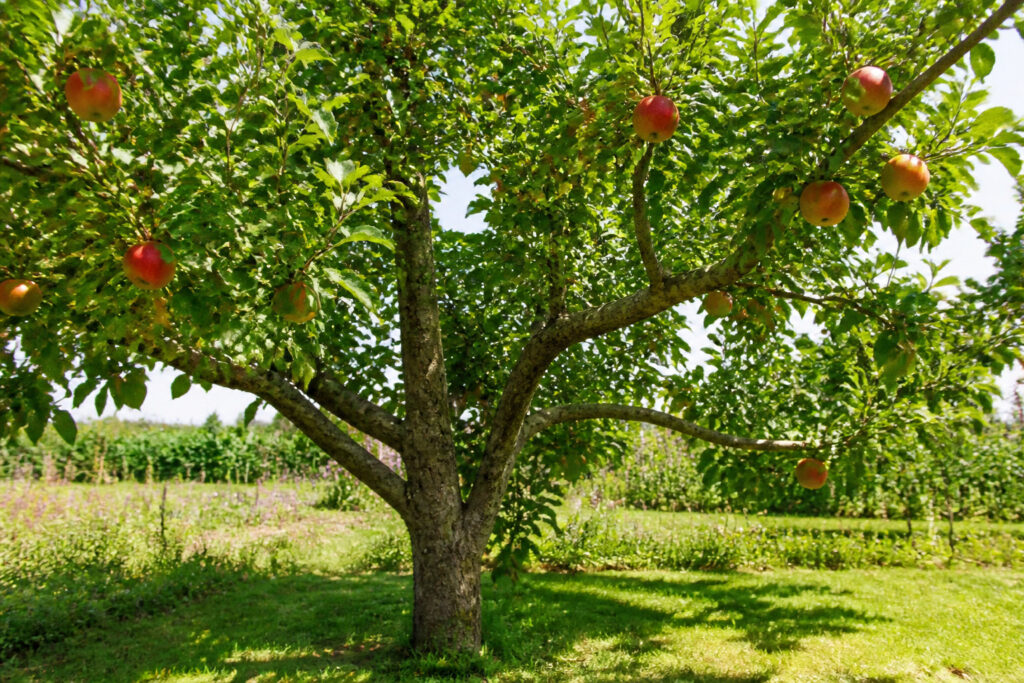 Arboriculture fruitière : les clés pour bien planter et entretenir ses arbres