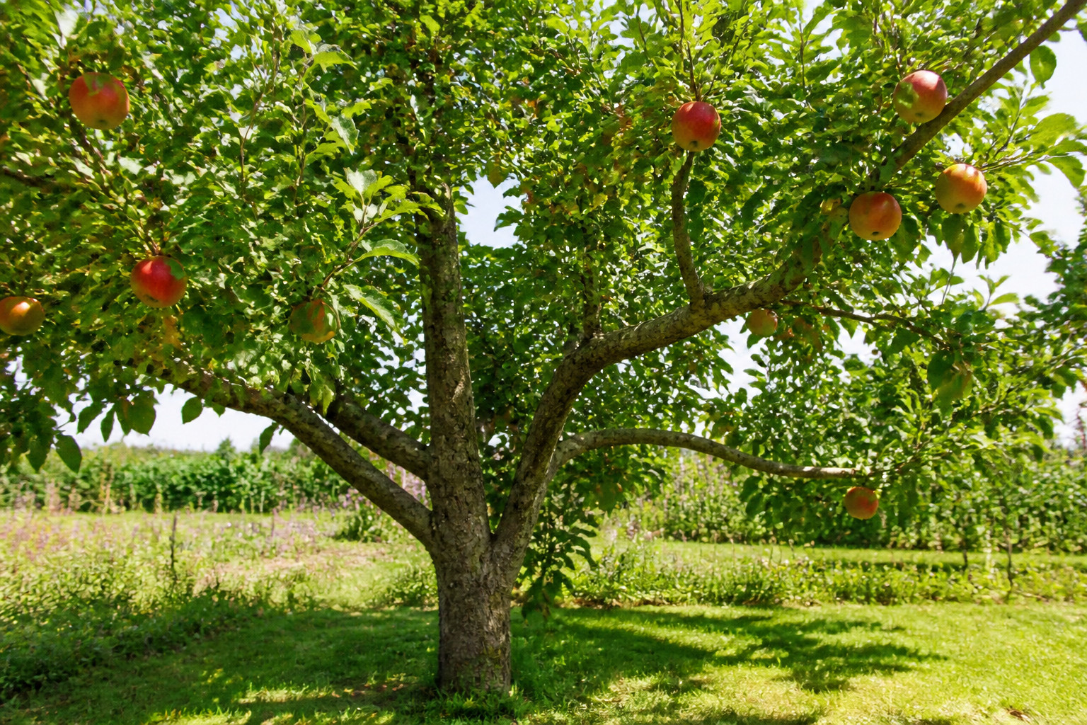 Arbre fruitier photoréaliste dans un jardin
