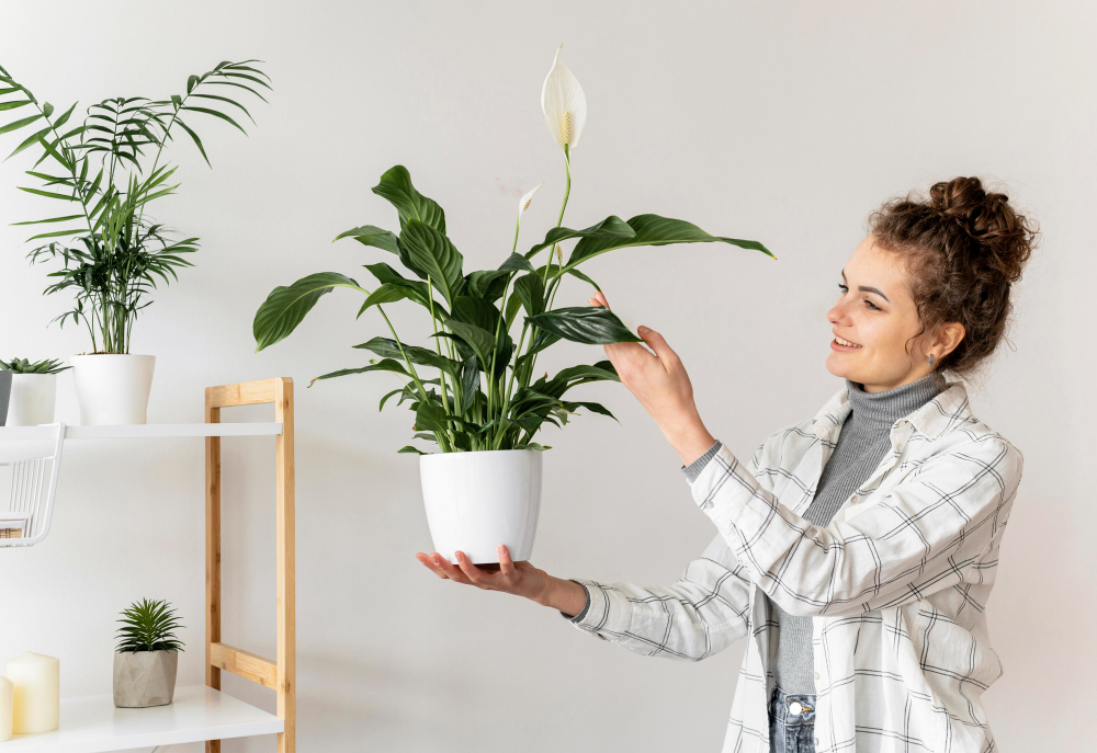 Plante verte d’intérieur : comment choisir, où la placer et comment l’entretenir