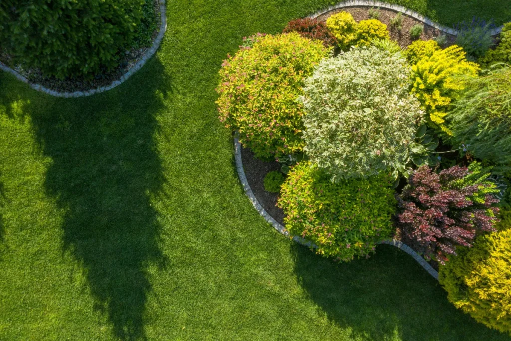 5 arbustes résistants pour conserver un jardin verdoyant tout l'hiver